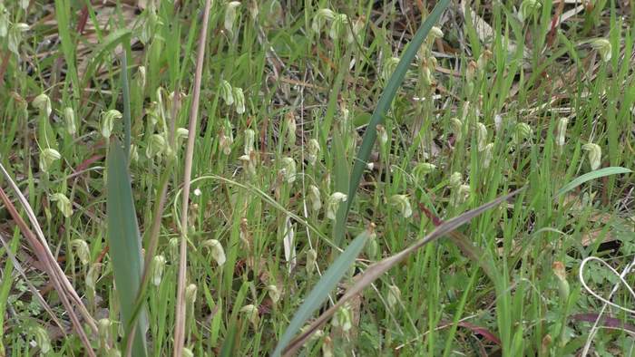 Pterostylis - Orchid-Snail--Sep-2018p0002.JPG